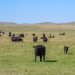 crazy-hole-creek-035