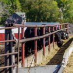 crazy-hole-creek-043-1